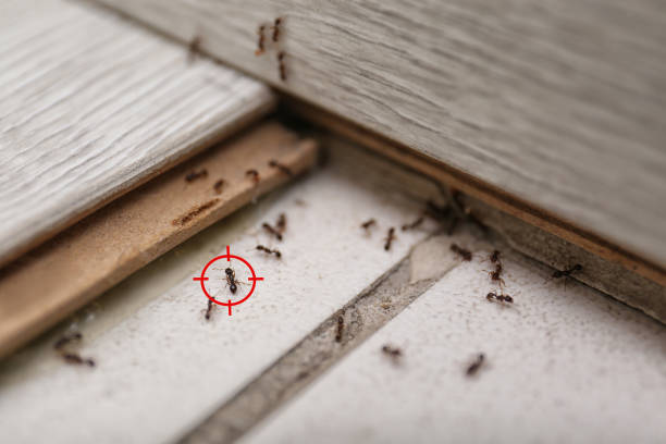 Best Cockroach Control Services  in Lena, IL