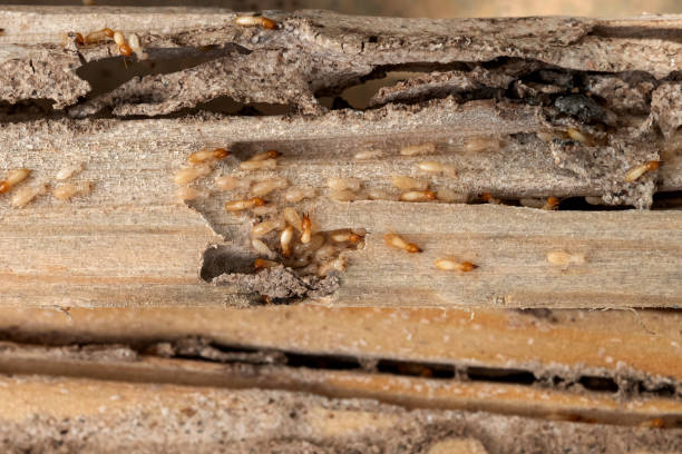 Best Wildlife Control Services  in Lena, IL