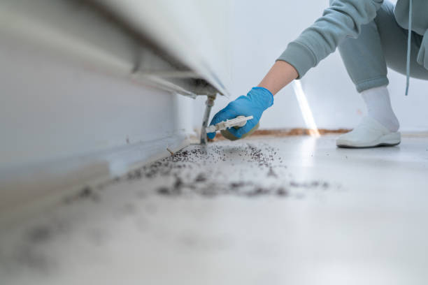 Best Termite Control Services  in Lena, IL